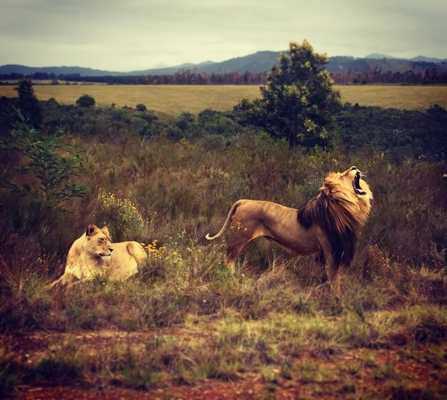 Photo des lions sur le terrain contre le ciel