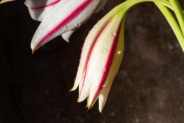 Lirio, un beau lis dans un parterre de fleurs à l'été du Brésil, mise au point sélective.