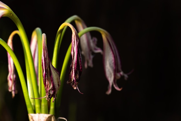 Photo lirio lirios à la fin de la vie où la beauté n'est plus présente mise au point sélective sur fond sombre