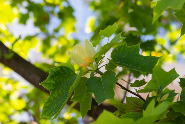 Liriodendron tulipifera bel arbre d'ornement en fleurs fleurs orange jaune