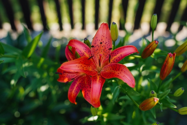 Le lis asiatique rouge fleurit dans le jardin en été