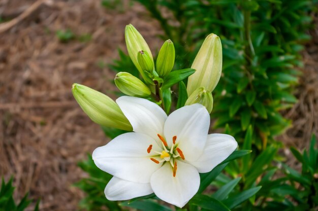 Des lis charmants dans mon jardin