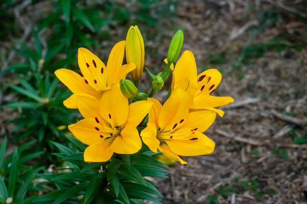 Photo des lis charmants dans mon jardin