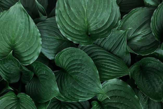 Lis de Corfou également connu sous le nom de lys plantain parfumé Bleu Ivoire