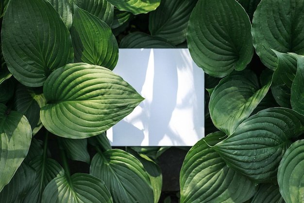 Lis de Corfou également connu sous le nom de lys plantain parfumé Carte vierge blanche sur feuilles vertes