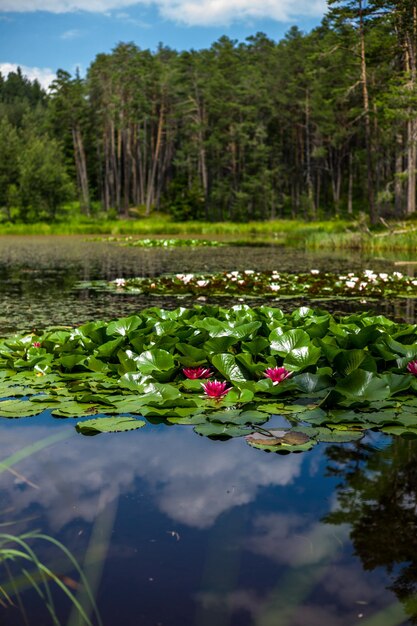 Photo le lis d'eau de lotus dans l'étang