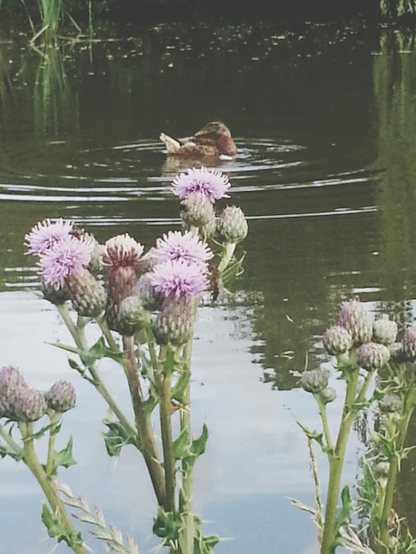 Photo le lis d'eau de lotus dans l'étang