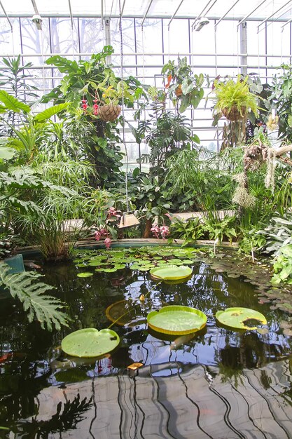 Le lis d'eau de lotus dans le lac