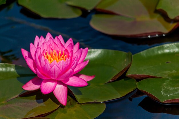 Le lis d'eau de lotus rose dans le lac