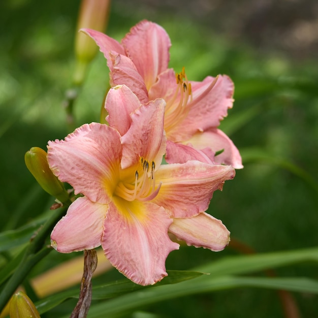 Photo le lis rose en fleurs dans le sussex