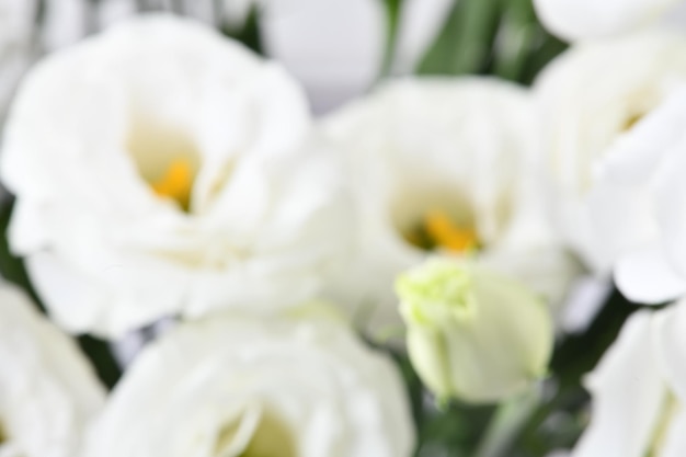 Lisianthus belle fleur blanche fond