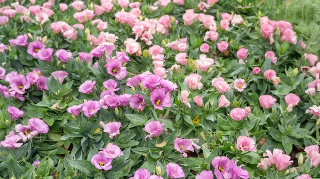 Lisianthus fleur pourpre et rose dans un jardin