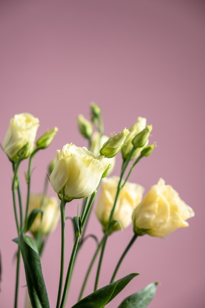 Lisianthuses clair sur un mur rose.