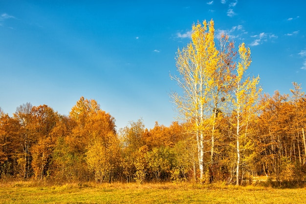 La lisière de la forêt avec des bouleaux en automne