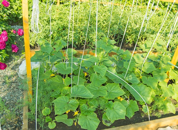 Un lit en bois avec de jeunes concombres, garni de fils pour la croissance et le tissage de la plante. Un concombre en fleurs et de petits concombres parmi les feuilles vertes.