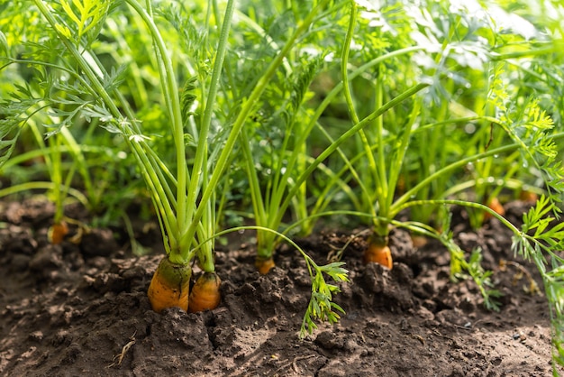 Photo lit avec des carottes cultivées dans le sol