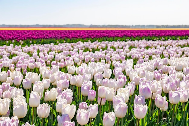 un lit coloré de tulipes hollandaises roses.