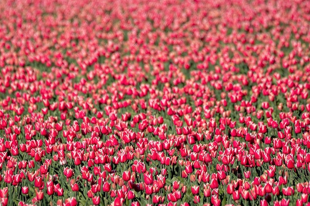 un lit coloré de tulipes hollandaises rouges.