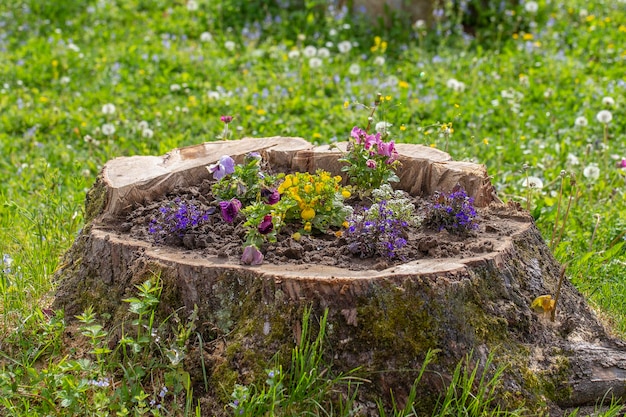 Lit de fleur décoratif avec des fleurs sur la souche dans le jardin se bouchent