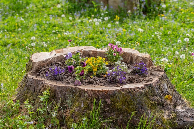 Lit de fleur décoratif avec des fleurs sur la souche dans le jardin se bouchent