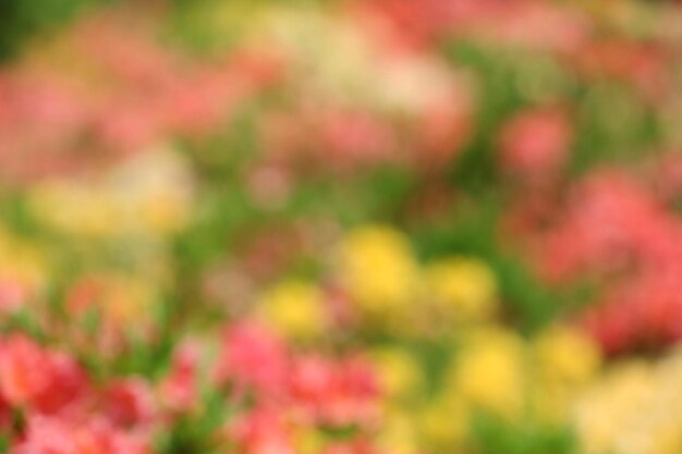 Lit de fleur avec des fleurs colorées lumineuses dans le jardin botanique non focalisé