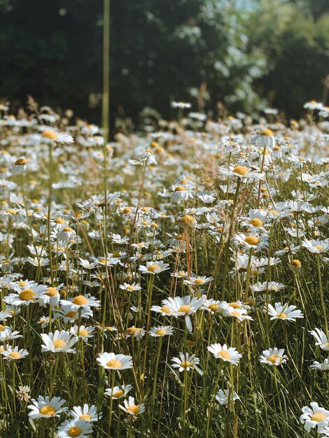 Le lit de fleurs en Asker, en Norvège