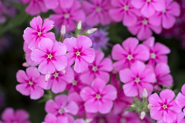 Lit de fleurs dans le jardin