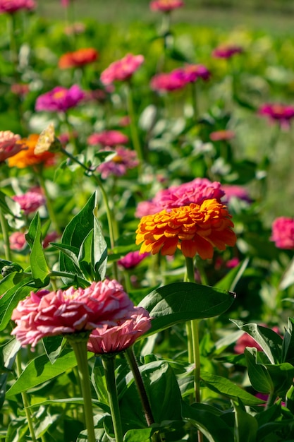 Lit de fleurs en fleurs avec des fleurs de zinia dans un jardin rural. Fond d'été naturel