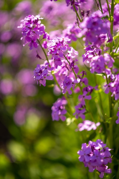 Lit de fleurs avec des fleurs de verveine pourpre