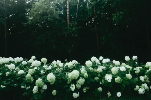 Photo un lit de fleurs d'hydrangees rondes blanches dans un parc sombre