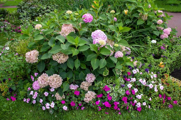 Lit de fleurs avec mise au point sélective d'hortensias et de violettes
