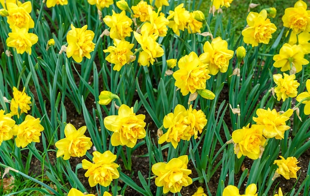 Lit de fleurs avec des narcisses jaunes au jardin printanier de Keukenhof, aux Pays-Bas.