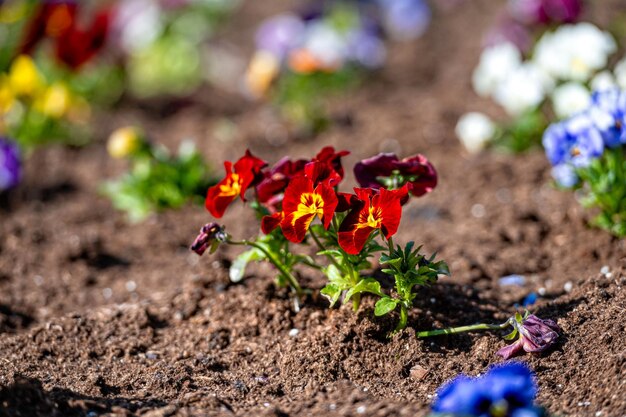 Lit de fleurs avec des pensées colorées dans le soleil du matin du printemps mise au point sélective