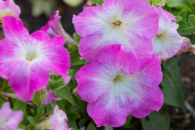 Lit de fleurs avec des pétunias en fleurs dans le jardin. Jardinage, aménagement paysager.