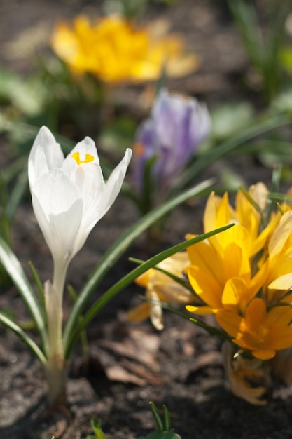 Un lit de fleurs printanières lumineuses dans le parc