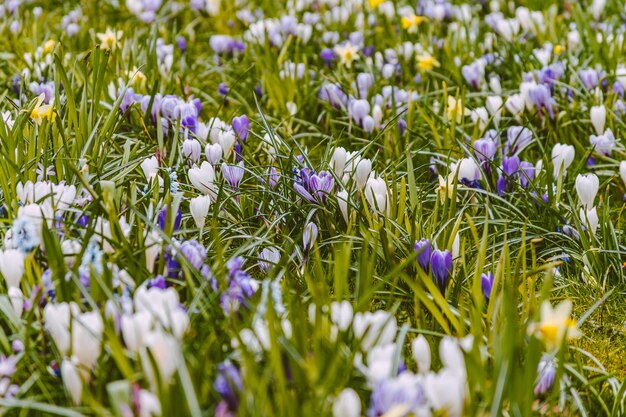 Lit de fleurs de printemps coloré avec des crocus et des narcisses