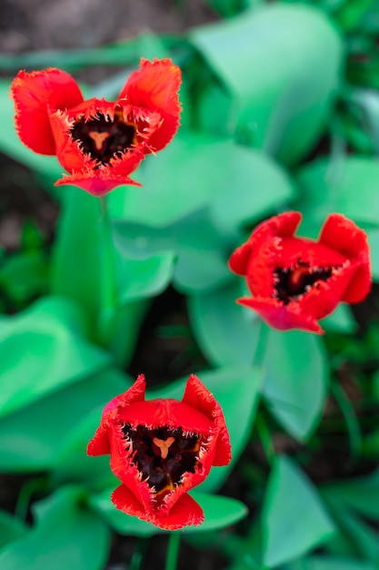 Lit de fleurs avec vue de dessus de tulipes rouges