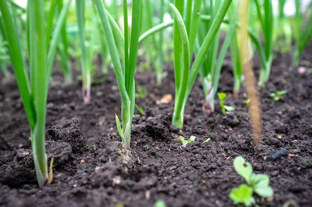 Lit avec un jeune et frais oignons verts rural