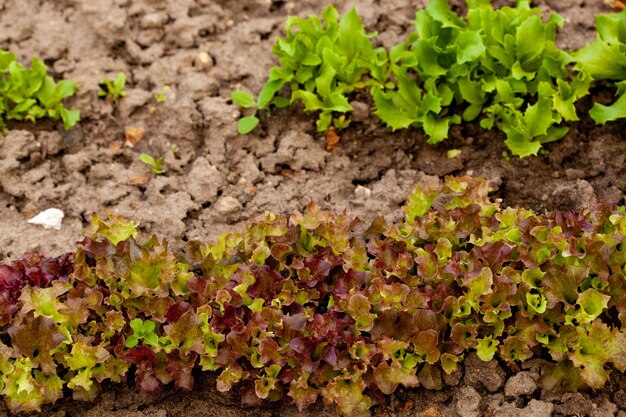 Lit de légumes en bois avec de la terre dans le jardin de la maison Concept d'écologie et de culture domestique