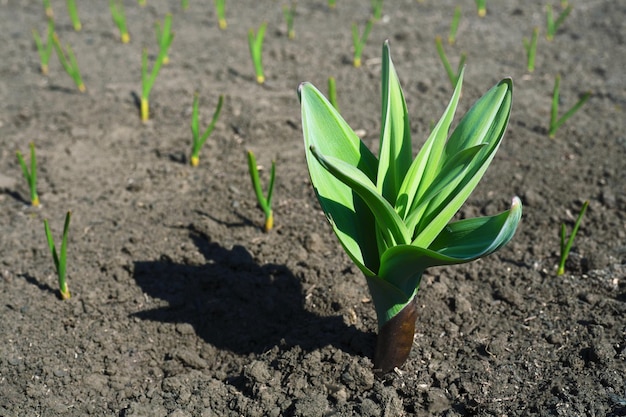 Lit avec des semis d'ail vert Semis de printemps de légumes sur la ferme familiale