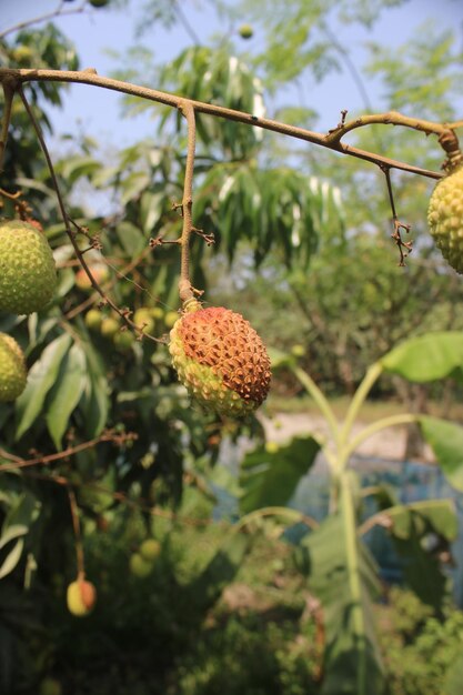 Litchi sur un arbre