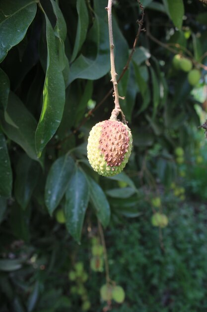 Litchi sur un arbre