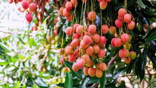 Litchi dans un verger.