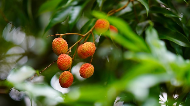 Litchi rouge et doux sur l'arbre