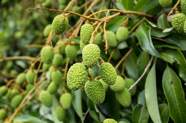 litchi vert sur l&#39;arbre