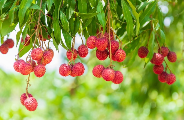 Litchis sur l'arbreFruits frais de litchi