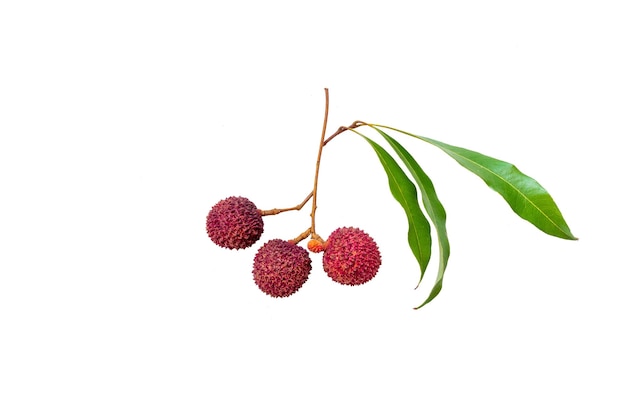 Litchis frais sur fond blanc