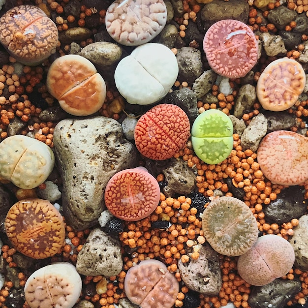 Photo lithops mélangés