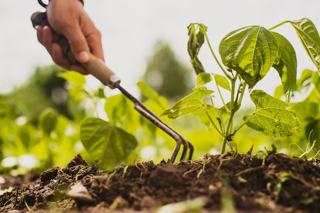 Lits de désherbage avec des plantes agricoles poussant dans le jardin Lutte contre les mauvaises herbes et les ravageurs dans le jardin Gros plan sur les terres cultivées