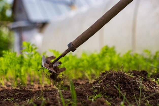 Lits de désherbage avec des plantes agricoles poussant dans le jardin Lutte contre les mauvaises herbes et les ravageurs dans le jardin Gros plan sur les terres cultivées